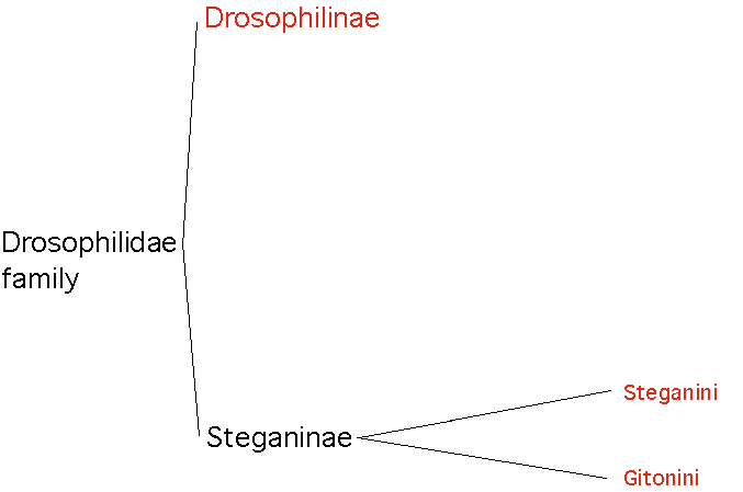 Drosophilidae