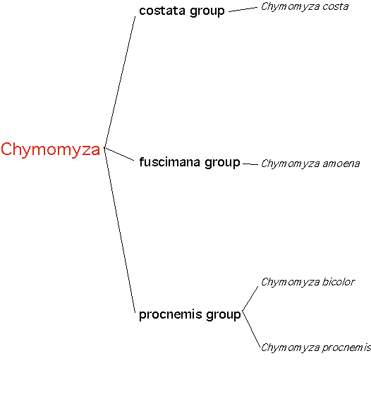 Chymomyza