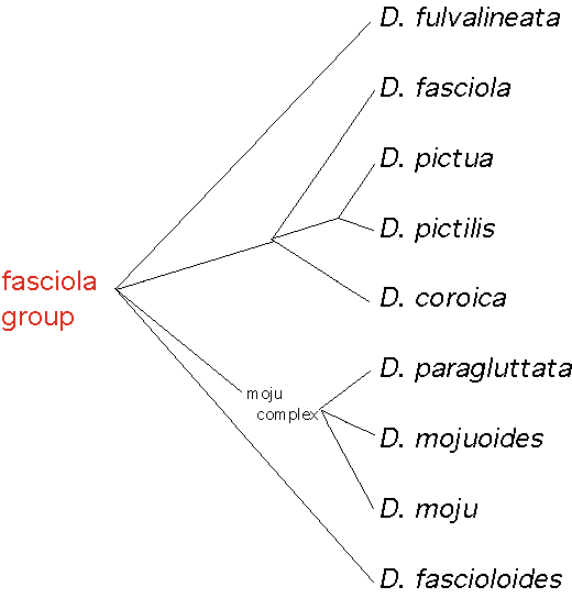 fasciolagroup
