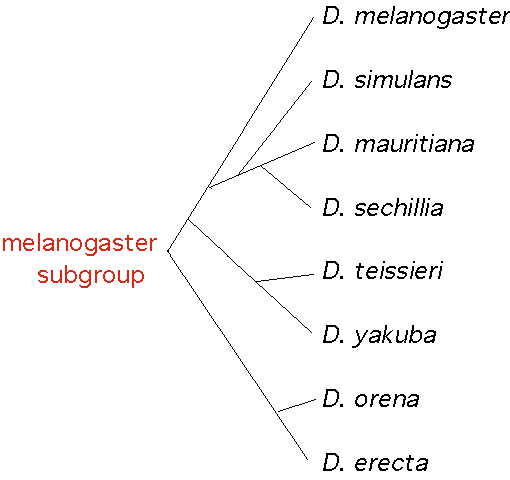 melanogastersubgroup