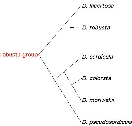 robustagroup