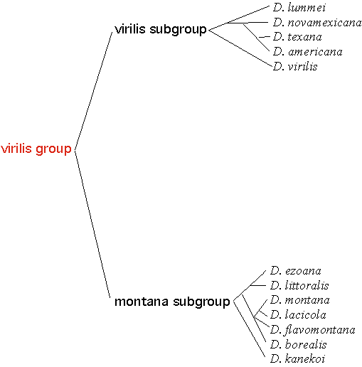 virilisgroup