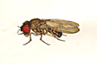 Drosophila_affinis