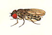 Drosophila_aldrichi