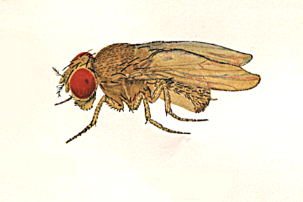 Drosophila_ananassae