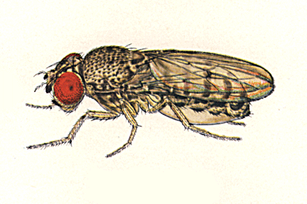 Drosophila_arizonensis