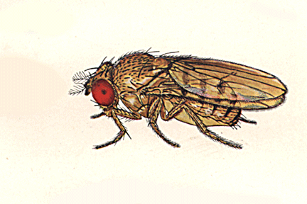 Drosophila_aurea