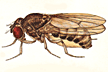 Drosophila_bifurca