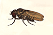 Drosophila_biopaca