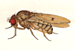 Drosophila_bipunctata
