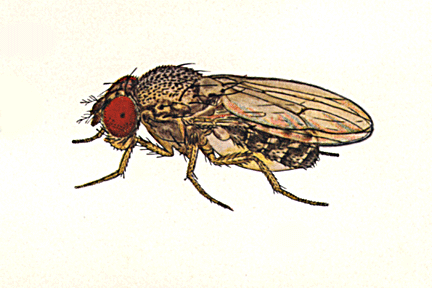 Drosophila_brevicarinata
