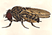 Drosophila_canalinea