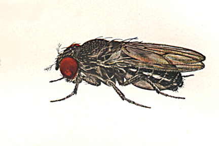 Drosophila_carbonaria