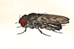 Drosophila_carbonaria