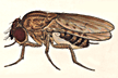Drosophila_castanea