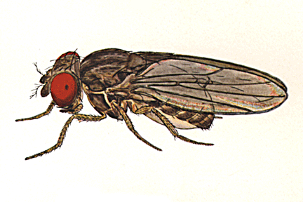Drosophila_cinerea