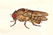 Drosophila_crassa