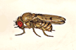 Drosophila_crocina