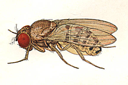 Drosophila_duncani