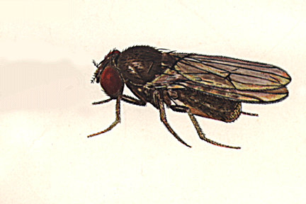 Drosophila_floricola