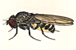 Drosophila_fuliginea
