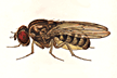 Drosophila_fulvalineata