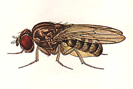 Drosophila_fulvalineata