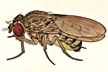Drosophila_fulvimacula