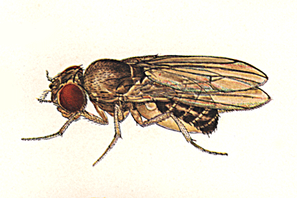 Drosophila_funebris