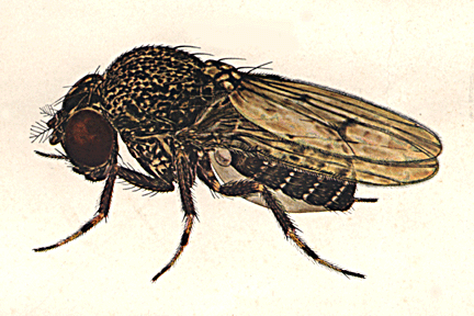 Drosophila_gibberosa