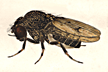 Drosophila_gibberosa