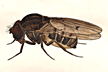 Drosophila_gigas