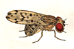 Drosophila_guttifera