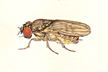 Drosophila_hamatofila