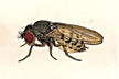 Drosophila_hexastigma