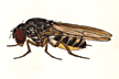 Drosophila_hydeoides