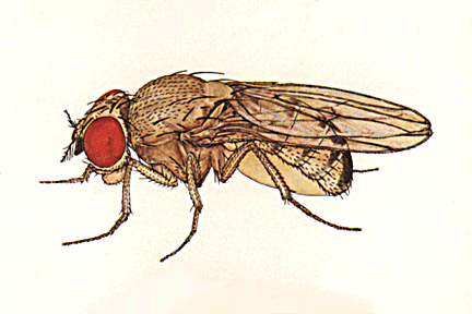 Drosophila_immigrans