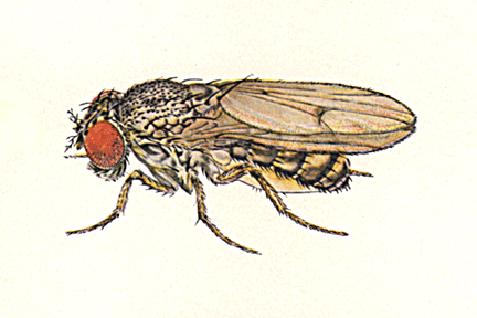Drosophila_longicornis