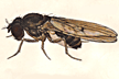 Drosophila_macropolia