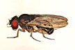Drosophila_macrospina