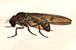Drosophila_magnabadia