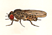 Drosophila_mainlandi