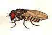 Drosophila_melanica