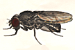 Drosophila_melanissima