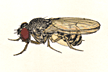 Drosophila_melanopalpa