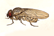 Drosophila_mercatorum