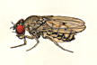 Drosophila_meridiana