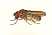 Drosophila_mojavensis