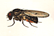 Drosophila_montana