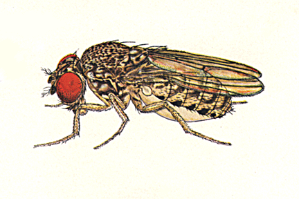 Drosophila_mulleri